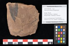 Foto (Objekt + Etikett) von Asterocalyx styriacus Ettingshausen (NHMW-GEO-2024-0188-0428)